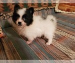 Small Photo #2 Pomeranian Puppy For Sale in NOCONA, TX, USA