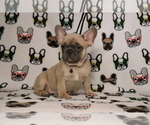 Small Photo #78 French Bulldog Puppy For Sale in TACOMA, WA, USA