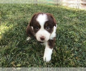 Miniature Australian Shepherd Puppy for sale in MOSCOW, ID, USA