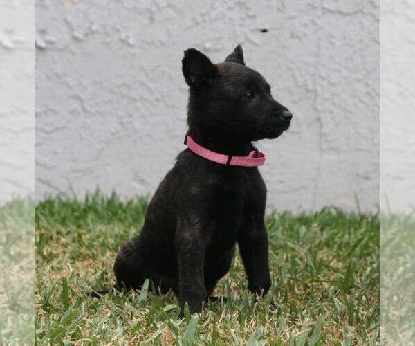 Medium Photo #6 Belgian Malinois Puppy For Sale in POMONA, CA, USA