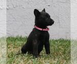 Small Photo #6 Belgian Malinois Puppy For Sale in POMONA, CA, USA