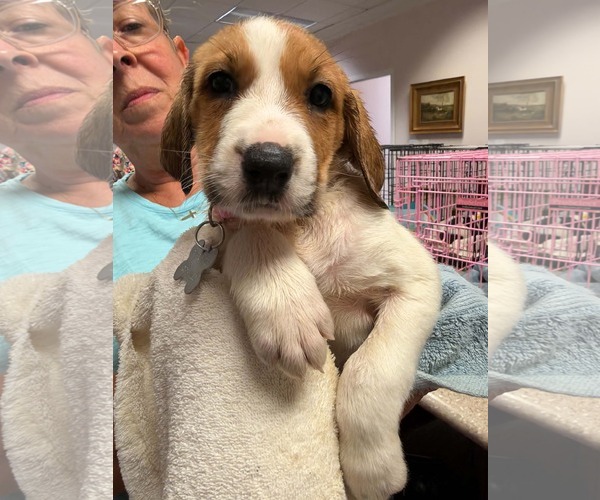 Medium Photo #1 Anatolian Shepherd-Unknown Mix Puppy For Sale in Holly Springs, NC, USA