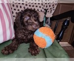 Small Photo #18 Australian Labradoodle Puppy For Sale in W FIELD, NC, USA