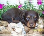 Small #13 Dachshund