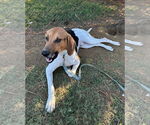 Small #11 Coonhound