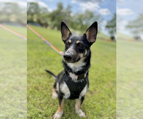 Medium Photo #1 Chihuahua-Unknown Mix Puppy For Sale in Visalia, CA, USA