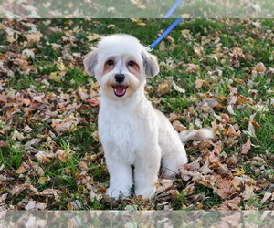 Havanese Puppy for Sale in SYRACUSE, Indiana USA