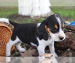 Small Photo #3 Beagle Puppy For Sale in SHILOH, OH, USA