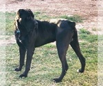 Small Photo #11 Cane Corso-Irish Wolfhound Mix Puppy For Sale in MESA, AZ, USA