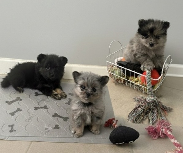 Medium Photo #1 Pomeranian Puppy For Sale in PHILADELPHIA, PA, USA