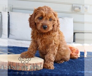 Cavapoo Puppy for sale in LEOLA, PA, USA