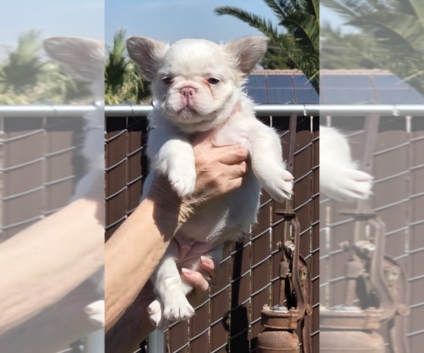 Medium Photo #1 French Bulldog Puppy For Sale in LOS ANGELES, CA, USA