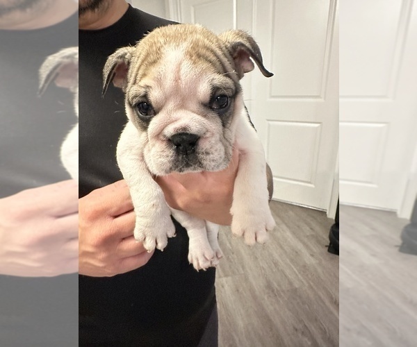 Medium Photo #6 English Bulldog Puppy For Sale in WEEKI WACHEE, FL, USA