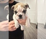 Small Photo #19 English Bulldog Puppy For Sale in WEEKI WACHEE, FL, USA