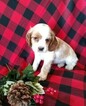 Small Photo #5 Cocker Spaniel Puppy For Sale in ATKINSONS MILLS, PA, USA