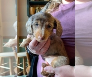 Dachshund Puppy for sale in GORE, VA, USA