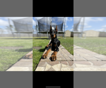 Litter of 9 - Male(s) and Female(s) Doberman PinscherLitter of Puppies for Sale - Photo #16