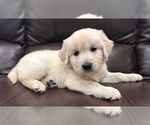 Puppy Travelor Golden Retriever