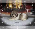Small #22 Poodle (Toy)