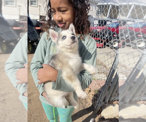 Medium Photo #23 Siberian Husky Puppy For Sale in TRIMBLE, MO, USA