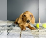 Small #5 Dachshund