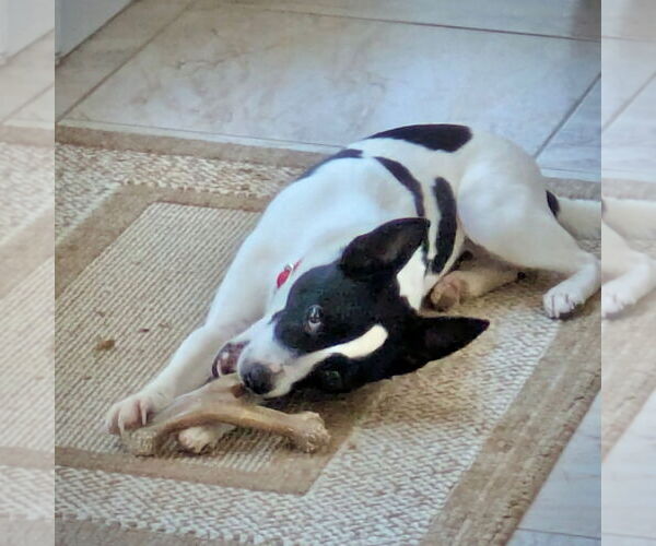 Medium Photo #4 Rat Terrier Puppy For Sale in Atlanta, GA, USA