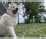 Small #1 Great Pyrenees