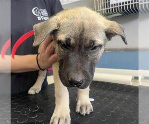 American Pit Bull Terrier Dogs for adoption in Camarillo, CA, USA