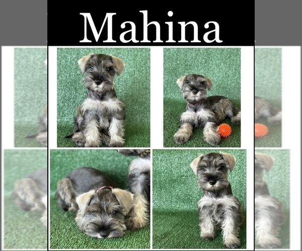 Medium Photo #4 Schnauzer (Miniature) Puppy For Sale in MURRIETA, CA, USA