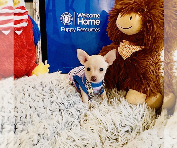 Medium Photo #4 Chihuahua Puppy For Sale in ATHENS, GA, USA