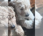 Small Photo #12 Goldendoodle Puppy For Sale in VALENCIA, CA, USA