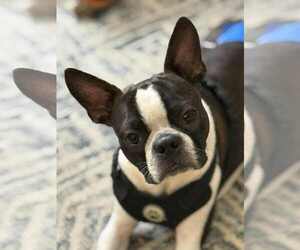 Boston Terrier Dogs for adoption in Valrico, FL, USA