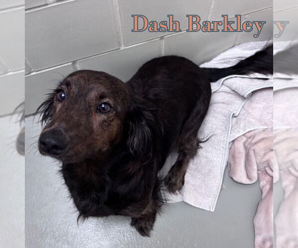 Medium Photo #11 Dachshund Puppy For Sale in San Antonio, TX, USA