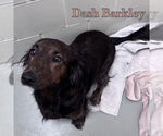Small #10 Dachshund