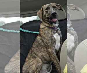 Great Dane-Unknown Mix Dogs for adoption in Rustburg, VA, USA