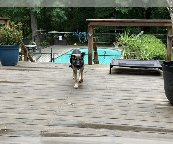 Medium Photo #2 German Shepherd Dog Puppy For Sale in La Grange , NC, USA