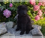 Small #4 Belgian Sheepdog