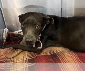 Labrador Retriever-Unknown Mix Dogs for adoption in San Antonio, TX, USA