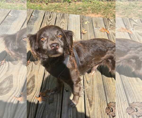Medium Photo #3 Cocker Spaniel-Unknown Mix Puppy For Sale in Lakemont, GA, USA