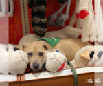 Small #12 Labrador Retriever Mix