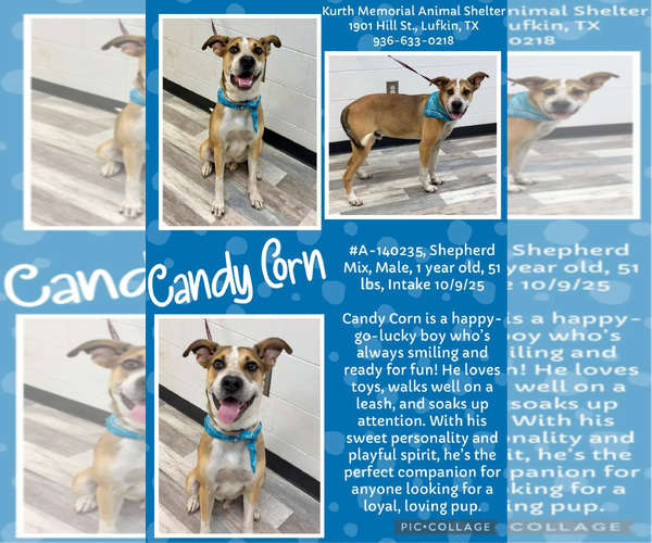 Medium Photo #7 Mutt Puppy For Sale in Woodbury, NY, USA