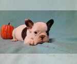 Small Photo #2 French Bulldog Puppy For Sale in SALEM, WV, USA