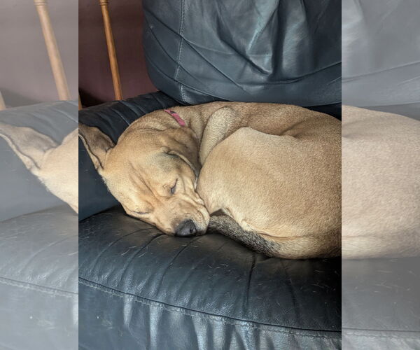 Medium Photo #10 Labrador Retriever-Unknown Mix Puppy For Sale in Minneapolis, MN, USA