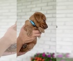 Small Photo #8 Golden Retriever Puppy For Sale in BUFFALO, MO, USA