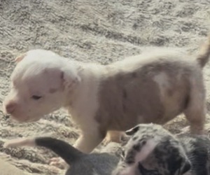 American Bully Puppy for sale in LANSFORD, PA, USA