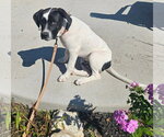 Small #3 Mutt