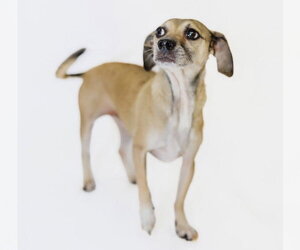 Allie and Tara - Female Chihuahua Dog for Adoption - Photo #4