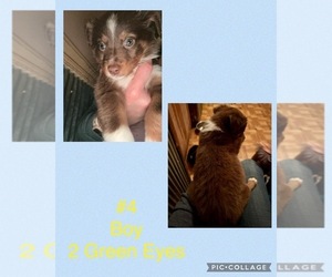 Australian Shepherd Puppy for sale in ETHRIDGE, TN, USA