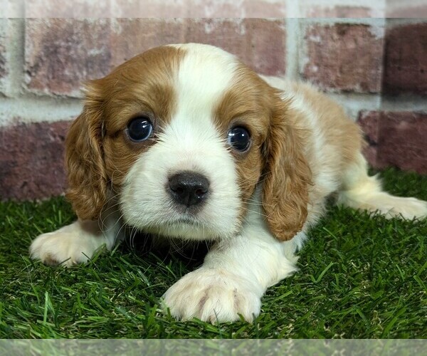 Medium Photo #17 Cavalier King Charles Spaniel Puppy For Sale in MOBERLY, MO, USA