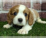 Small #16 Cavalier King Charles Spaniel